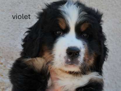 Chiot Bouvier Bernois à vendre
