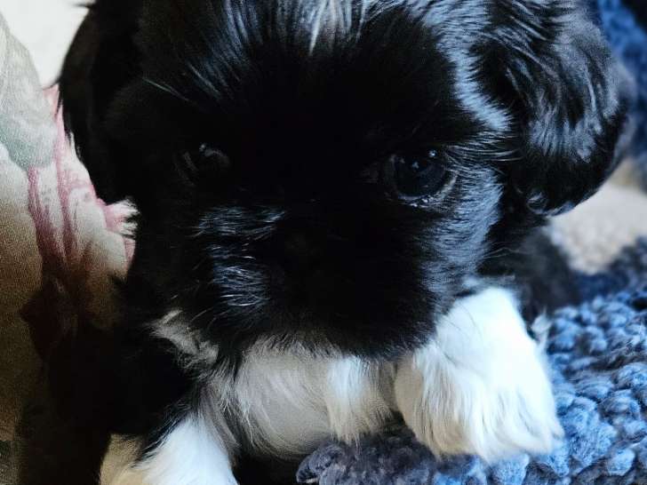 Portée de Shih Tzu à naître