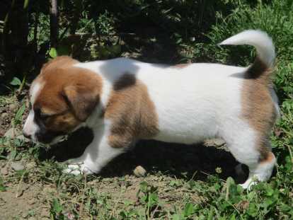 Chiots Jack Russel à vendre