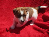 Chiots Jack Russel à vendre