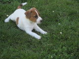 Chiots Jack Russel à vendre