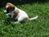 Chiots Jack Russel à vendre