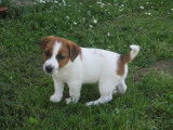 Chiots Jack Russel à vendre