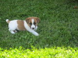 Chiots Jack Russel à vendre