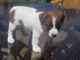 Chiots Jack Russel à vendre