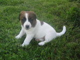 Chiots Jack Russel à vendre