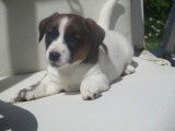 Chiots Jack Russel à vendre