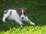 Chiots Jack Russel à vendre