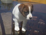 Chiots Jack Russel à vendre