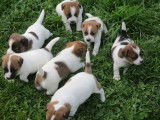 Chiots Jack Russel à vendre
