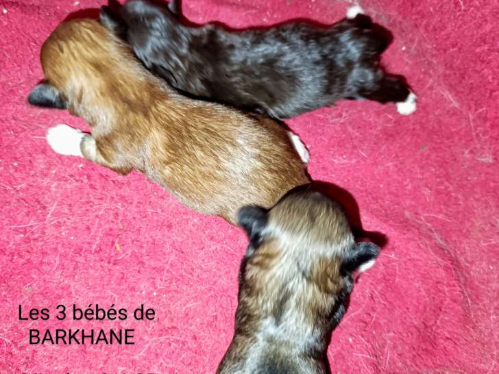 Chiots Bichons Havanais LOF à vendre