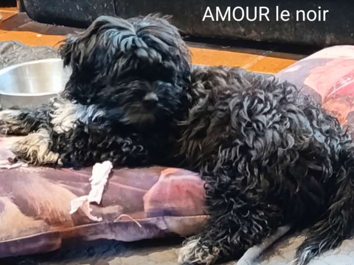 Chiot Bichons Havanais mâle LOF à vendre