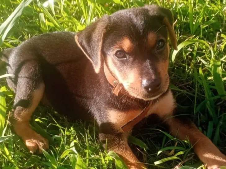 À adopter : chiot mâle noir et feu