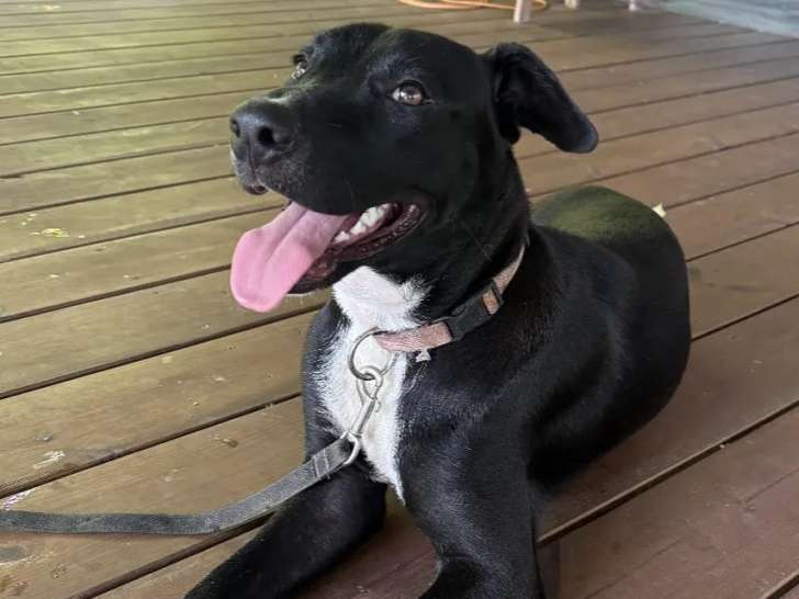 Disponible à l'adoption : chien d'un an