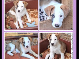 Adoption disponible : chiot mâle tricolore