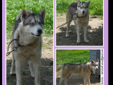 À la recherche d'un foyer : chien Husky Sibérien de 4 ans
