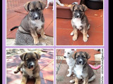 Chiot mâle tricolore à adopter