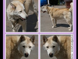 Chien crème disponible à l'adoption
