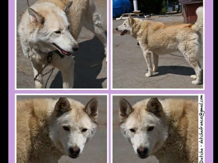 Chien crème disponible à l'adoption