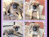 Chiot mâle de 4 mois prêt pour l'adoption