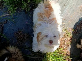 Chiot femelle Bichon Havanais LOF à vendre