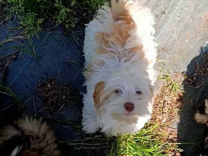 Chiot femelle Bichon Havanais LOF à vendre