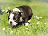 Chiots Boston Terrier LOF à vendre