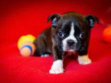 Chiots Boston Terrier LOF