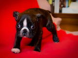 Chiots Boston Terrier LOF