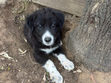 Amara, chiot femelle à adopter