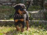Magnifiques chiots Beauceron LOF à vendre