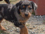 Magnifiques chiots Beauceron LOF &agrave; vendre