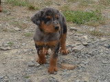 Chiot collier marron - Avalone (femelle arlequine)