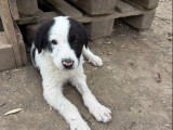 River, adorable chiot à adopter