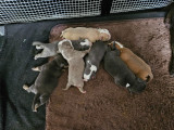 Chiots American Bully pocket à vendre