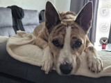 Chienne adulte à donner
