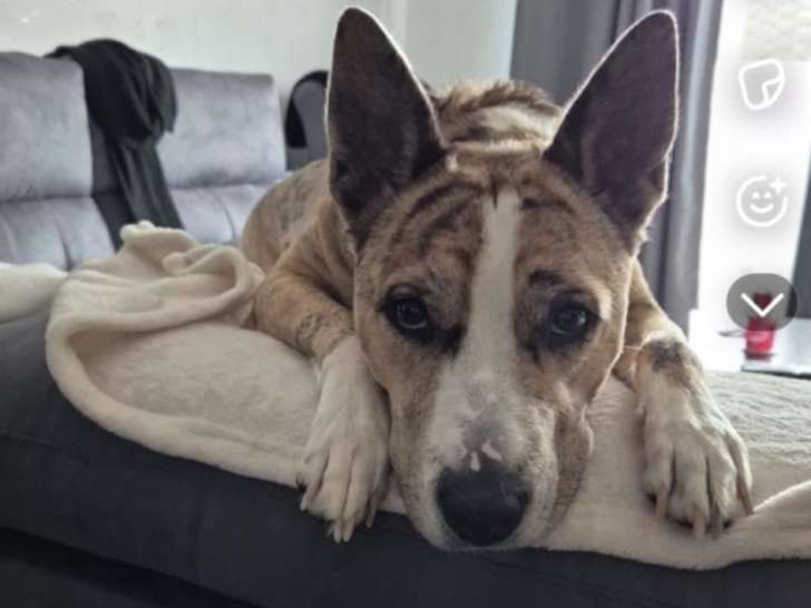 Chienne adulte à donner