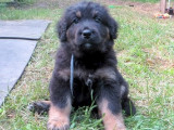 Chiot Hovawart noir et feu à réserver