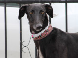 Dubai, Galgo tranquille et gentil à adopter