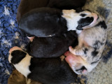 Chiots Berger Australien LOF à vendre