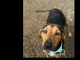 Chienne au pelage noir à accueillir