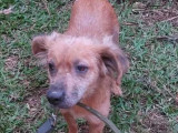 Chienne de 4 ans en attente d'adoption