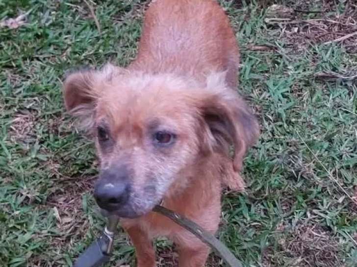 Chienne de 4 ans en attente d'adoption