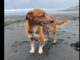 Chien fauve et blanc en quête d'un foyer