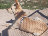 Adoption disponible : chien au pelage beige