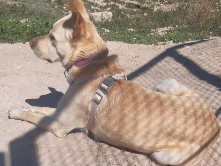 Adoption disponible : chien au pelage beige