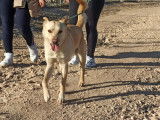 Adoption disponible : chien au pelage beige