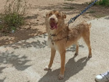 Chien fauve à la recherche d'une famille