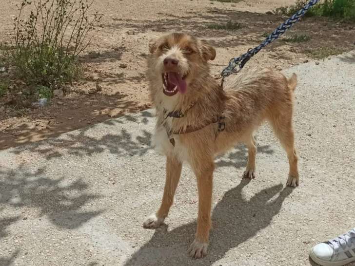 Chien fauve à la recherche d'une famille