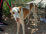 À adopter, chien Podenco d’Ibiza de 2 ans